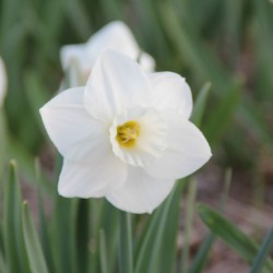 Narcissus 'White Plume'