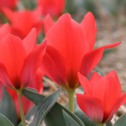 Tulipa 'Donau Perle'