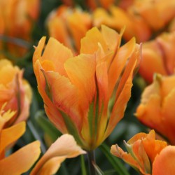 Tulipa 'Golden Artist'