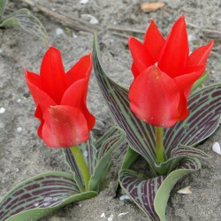 Tulipa 'Ali Baba'