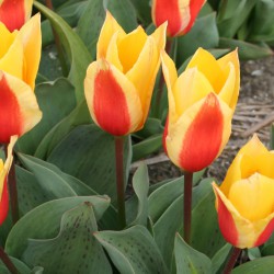 Tulipa 'First Love'