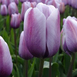 Tulipa 'Lilac Love'®
