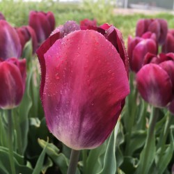 Tulipa 'Kansas Proud'®