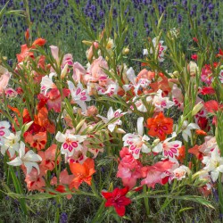 Gladiolus nanus -gemengd-