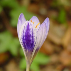 Crocus cancellatus subsp....