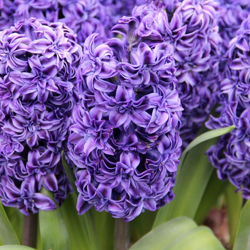 Hyacinthus 'Royal Navy'