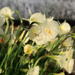 Narcissus 'Arctic Bells'