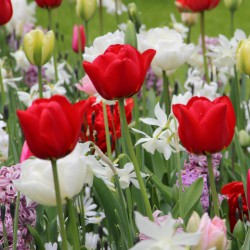 Tulipa 'Ben van Zanten'