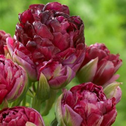 Tulipa 'Pearl Mountain'®