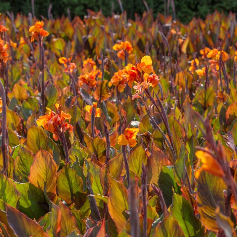 Canna 'Wyoming'