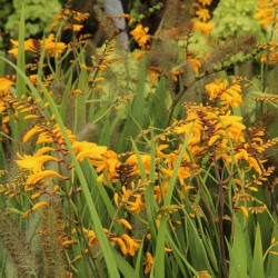 Crocosmia 'Yellow Emberglow'