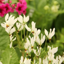 Dodecatheon meadia 'Album'