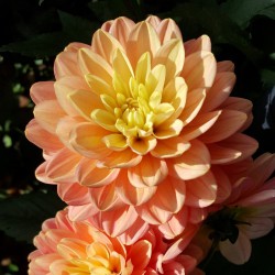 Dahlia 'Melody Allegro'