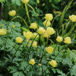 Trollius 'Alabaster'