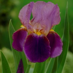 Iris (G) 'Lent A. Williamson'