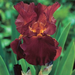 Iris (G) 'Sultan's Pallace'