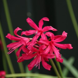 Nerine companion 'Mr. John'