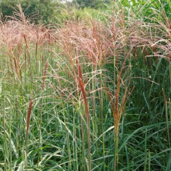 Miscanthus sinensis...