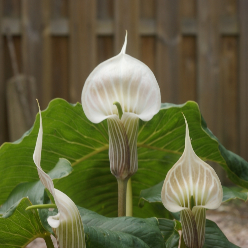 Arisaema candidissimum