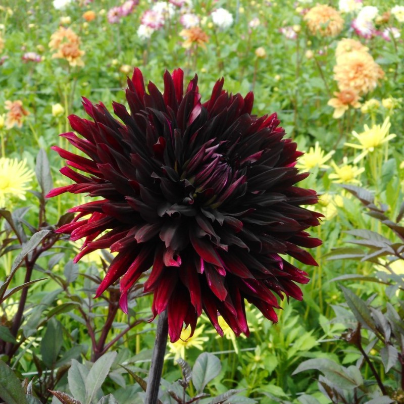 Dahlia ‘Black Jack’