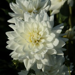 Dahlia 'Eternal Snow' ®