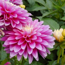Dahlia 'Gallery Rembrandt'