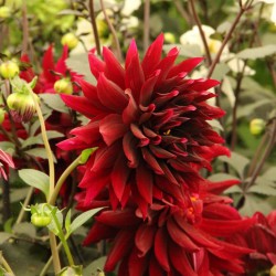Dahlia 'Karma Choc'