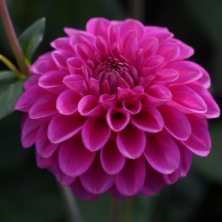 Dahlia 'Purple Fox' ®