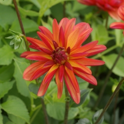 Dahlia 'Jescot Julie'