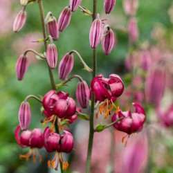 Lilium martagon -purperrood- 