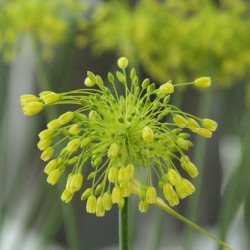 Allium 'Yellow Fantasy'