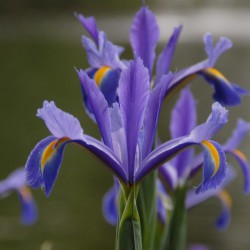 Iris hollandica 'Discovery'®
