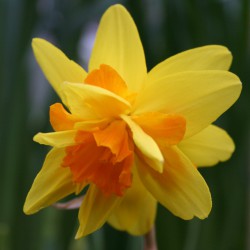 Narcissus 'Double Itzim'