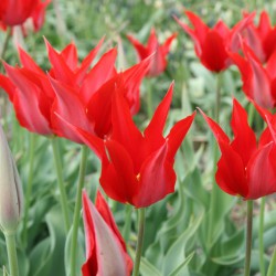 Tulipa 'Liz de Velours'