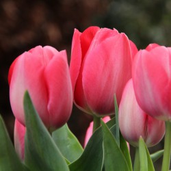 Tulipa 'Van Eijk'