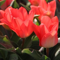 Tulipa 'Sweet Lady'