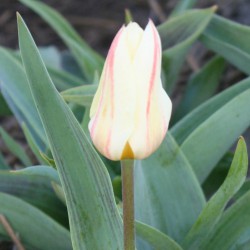 Tulipa 'White Fire' 