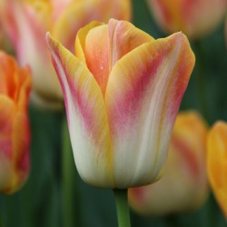 Tulipa 'Salmon Dynasty'