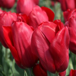 Tulipa 'Strong Love'