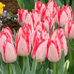 Tulipa 'Just Kissed'