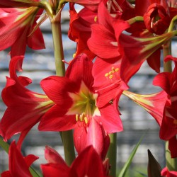 Hippeastrum 'Striped Garden'