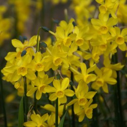 Narcissus jonquilla var....