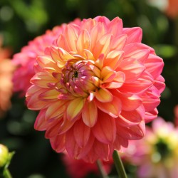 Dahlia 'Melody Allegro'