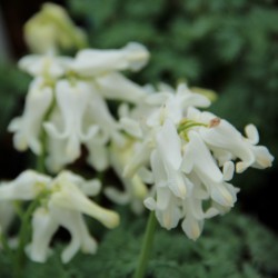 Dicentra 'Ivory Hearts' ®