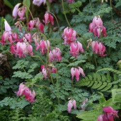 Dicentra 'Candy Hearts' ®