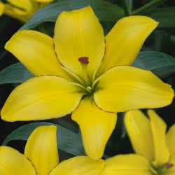 Lilium 'Yellow Cocotte'