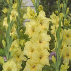 Gladiolus 'Bananarama'