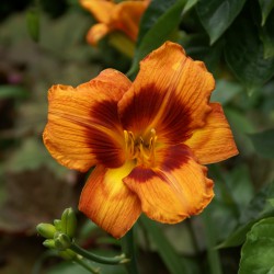 Hemerocallis 'Tigger'