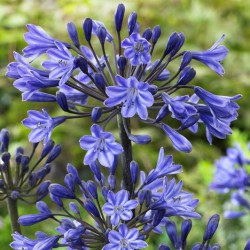 Agapanthus 'Black Buddhist'