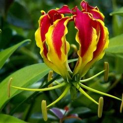 Gloriosa superba